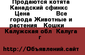 Продаются котята Канадский сфинкс › Цена ­ 15 000 - Все города Животные и растения » Кошки   . Калужская обл.,Калуга г.
